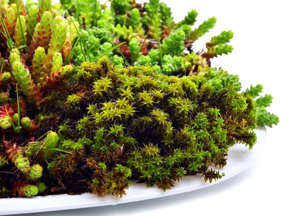 Green moss and lichen — Stock Photo, Image