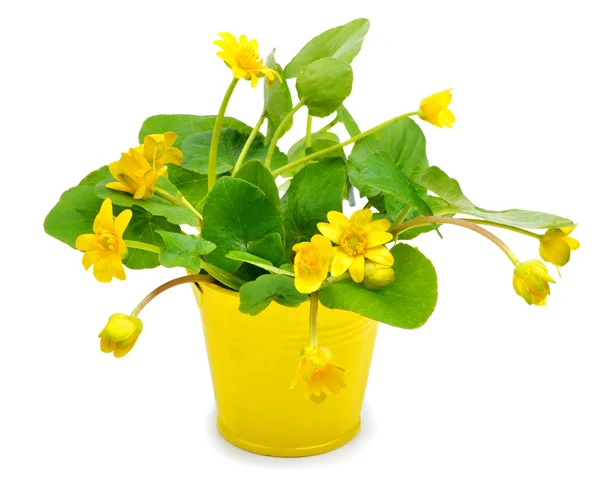 Yellow wild marsh marigold isolated on white — Stock Photo, Image