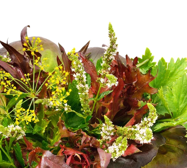 Bouquet de laitue frisée rouge et verte, cresson d'eau, épinards, dil — Photo