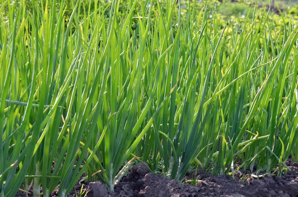 Cebolas verdes crescendo no jardim — Fotografia de Stock