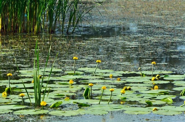 Lírio aquático florescente. Floração lírio de água amarelo e álamo fl — Fotografia de Stock