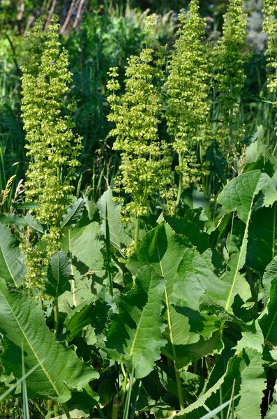 Floração Rumex confertus em um fundo de grama verde — Fotografia de Stock