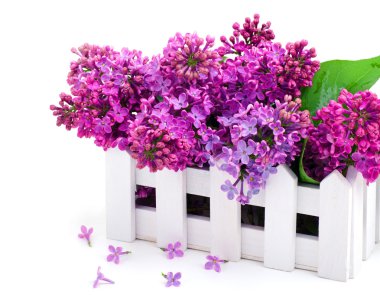 Lila çiçek dal dekorasyon kutusunda 