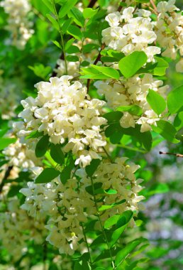 akasya ağacı yeşil yaprakları arka plan ile