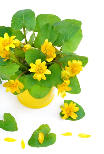 Yellow marsh marigold isolated on white — Stock Photo, Image