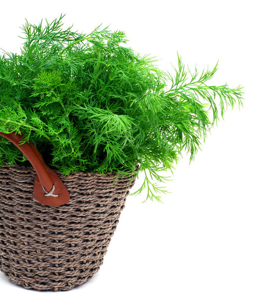 dill in the wicker basket isolated on white background