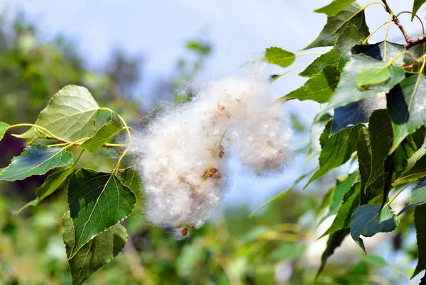 dal yeşil yaprakları arasında kavak kabartmak