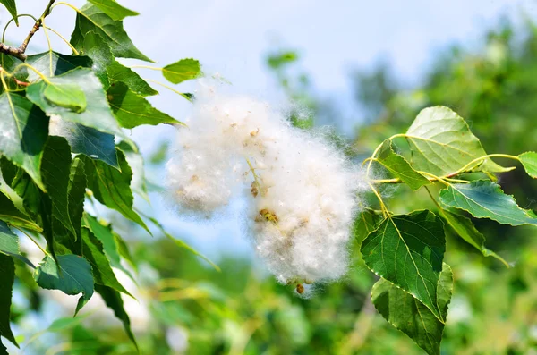 dal yeşil yaprakları arasında kavak kabartmak