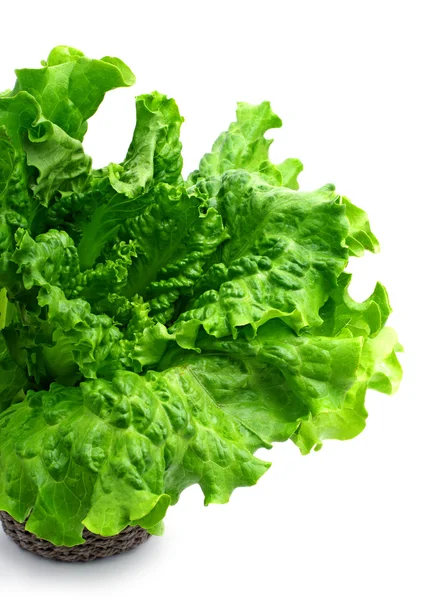 Green curly lettuce isolated — Stok fotoğraf