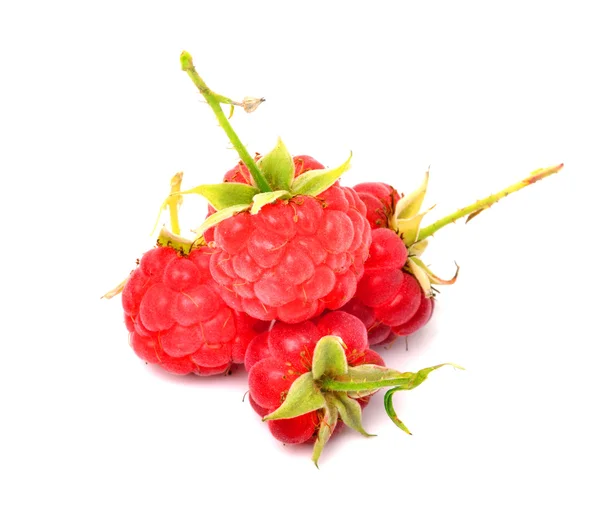 孤立在白色的成熟莓 — 图库照片