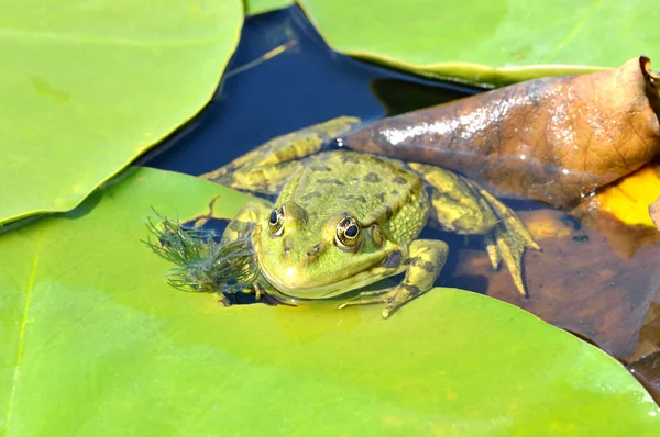 Sapo verde em folhas verdes no lago — Fotografia de Stock