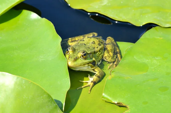 Zelená žába na jezeře — Stock fotografie