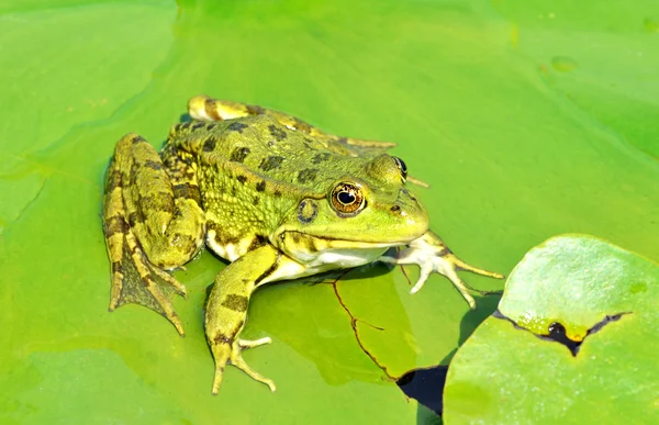 Zelená žába na jezeře — Stock fotografie