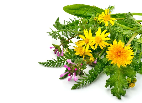 Hermosas flores silvestres, manzanillas, milfoil — Foto de Stock