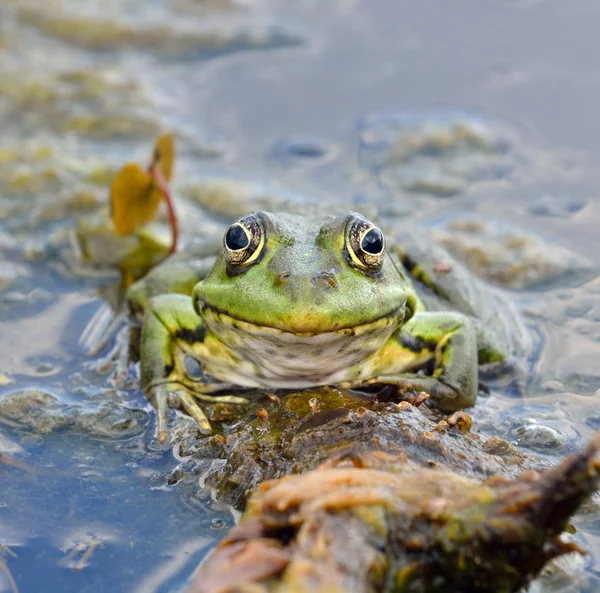 Sapo verde em folhas verdes no lago — Fotografia de Stock