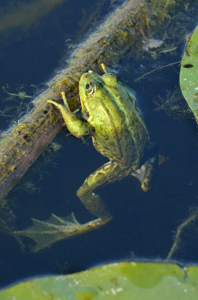 Zelená žába na zelených listech na jezeře — Stock fotografie