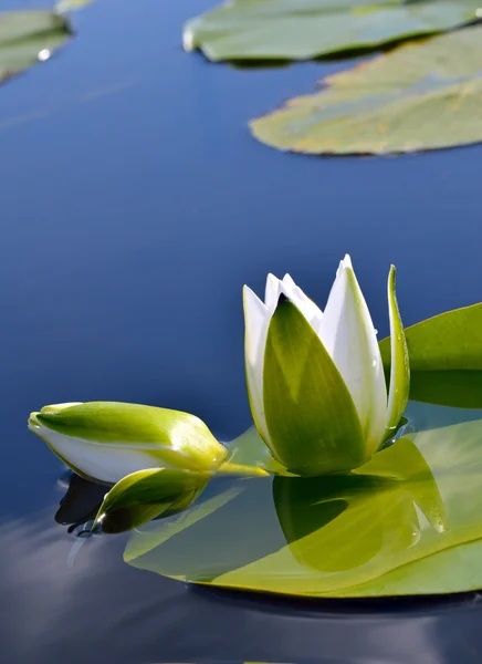 Lírio branco contra a água azul e folhas verdes — Fotografia de Stock