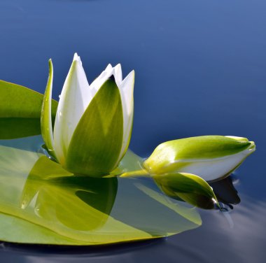 mavi su ve yeşil yaprakları karşı Beyaz Zambak