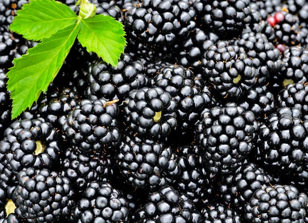 Ripe Blackberries — Stock Photo, Image