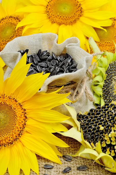 Sunflowers and sunflower seeds — Stock Photo, Image