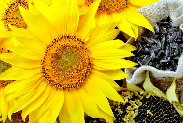 Sonnenblumen und Sonnenblumenkerne — Stockfoto