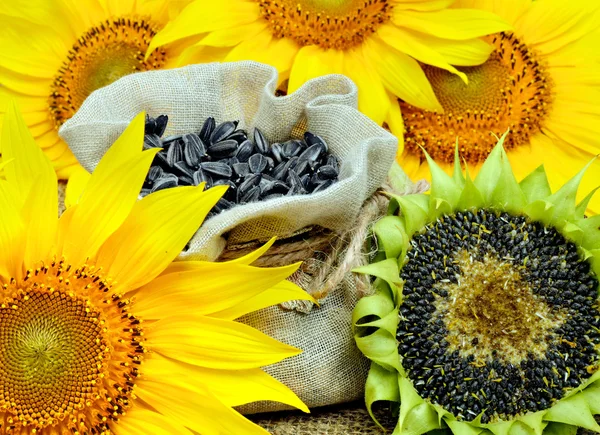 Slunečnice a slunečnicová semena v sáčku Royalty Free Stock Obrázky