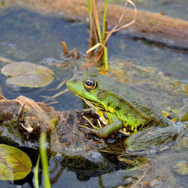 Grüner Frosch auf grünen Blättern am See — Stockfoto