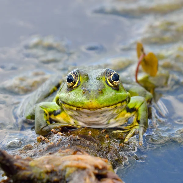 Sapo verde em folhas verdes no lago — Fotografia de Stock