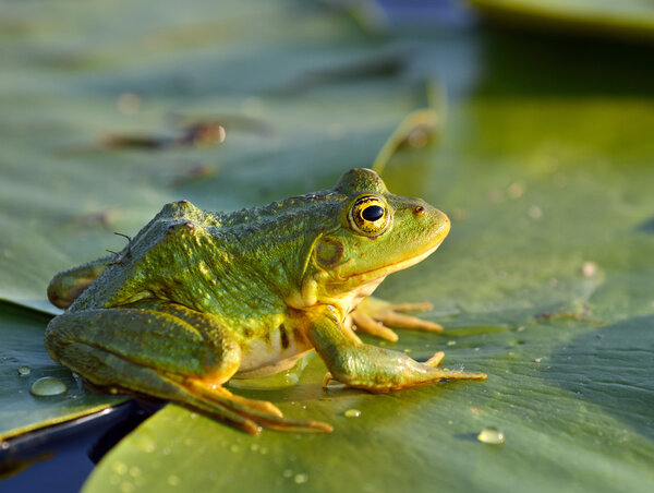 Green frog