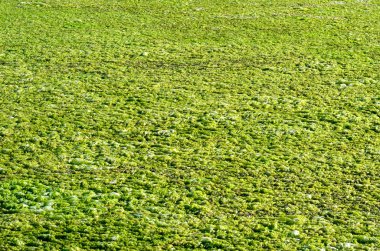 yosun doku arka plan