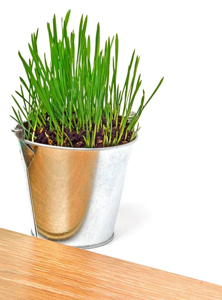 Green wheat grass in the aluminium pot — Stock Photo, Image