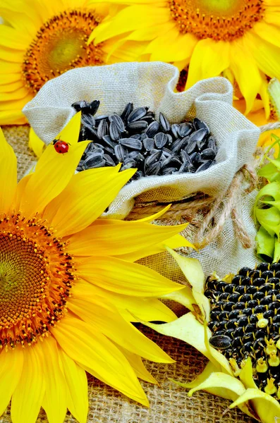 Sunflowers and sunflower seeds in bag — Stock Photo, Image