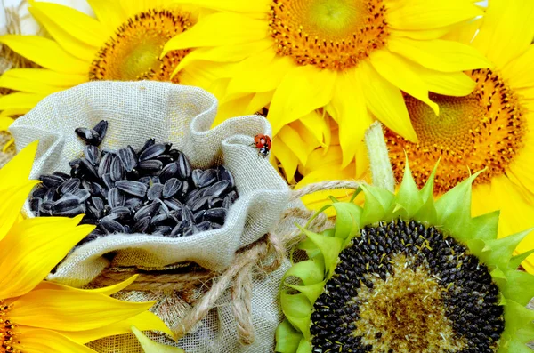 Girasoles y semillas de girasol en bolsa —  Fotos de Stock