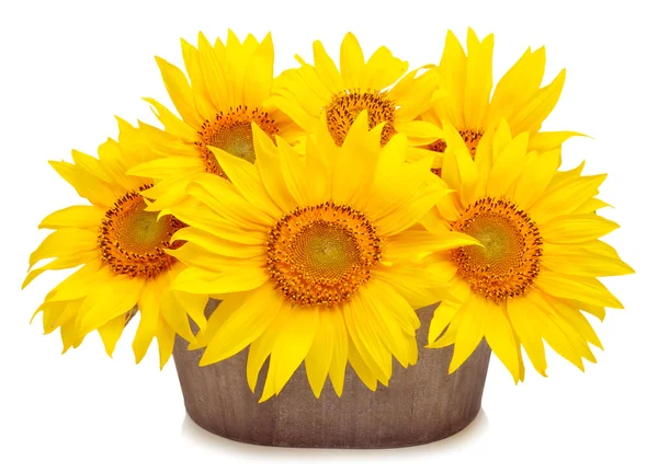 Sunflowers in pod isolated on white background — Stock Photo, Image
