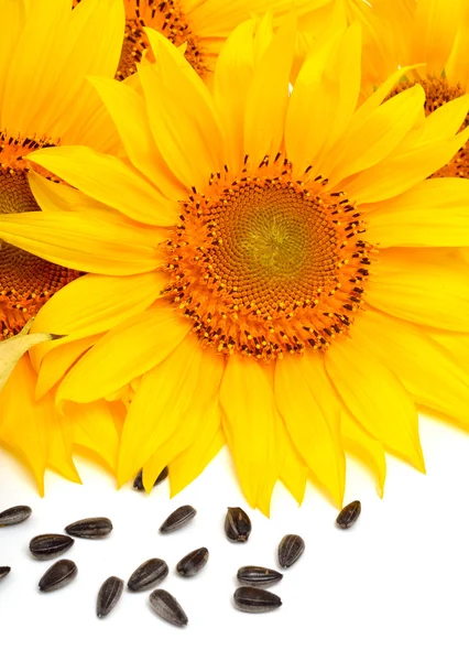 Slunečnice a slunečnicová semena, izolované na bílém pozadí Stock Obrázky