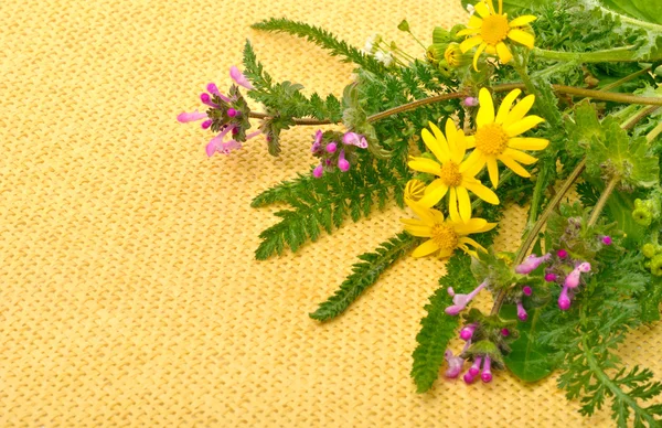 Flores silvestres, camomilas, milfoil no fundo de saque amarelo — Fotografia de Stock