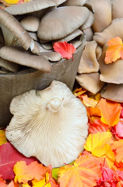 Wild mushrooms with autumn leaves — Stock Photo, Image