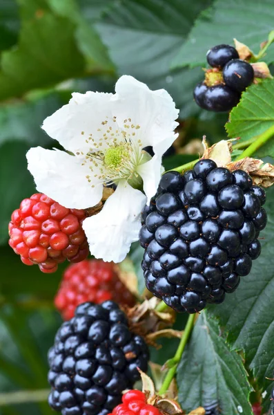 Frutas de amora madura — Fotografia de Stock