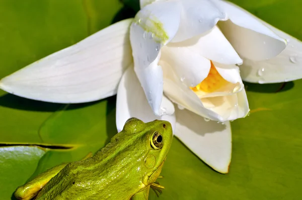 Sapo senta-se em uma folha verde entre lírios brancos em uma lagoa — Fotografia de Stock