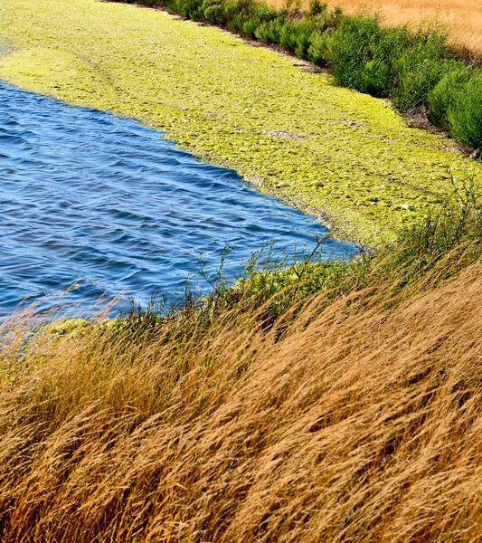 Laguna med tång på en bakgrund av torrt gräs — Stockfoto