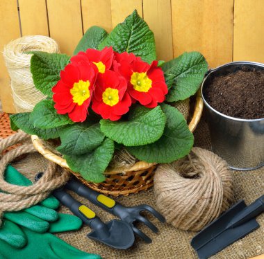 Bahçecilik aletleri ve güzel kırmızı çuha çiçeği saksı