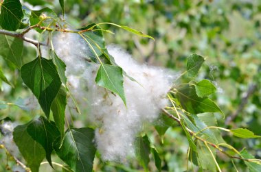 Kavak kabartmak dal içinde