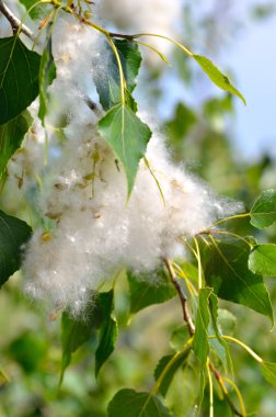 Kavak kabartmak dal içinde