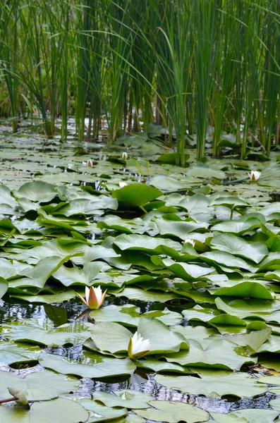 Lirio de agua floreciente — Foto de Stock