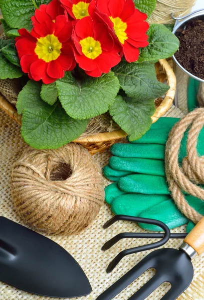 Gardening tools and beautiful red primula — Stock Photo, Image