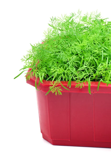 Dill in the flower bed — Stock Photo, Image