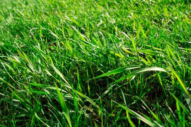 Genç yeşil çimen filizleri. Yeşil çimenlerin genç çekimlerine yakından bakın. Bir parça kırsal çayır.