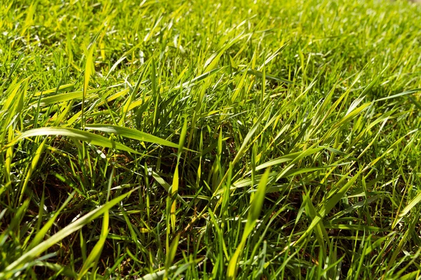 Fresh Green Grass Close Natural Background Soft Focus Awakening Spring — Stock Photo, Image