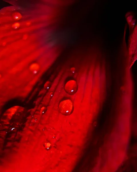 Kapky Vody Červený Květ — Stock fotografie