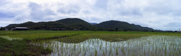 Campos de arroz perto da cidade de San Kamphaeng — Fotografia de Stock